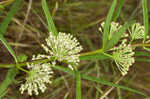 Green milkweed